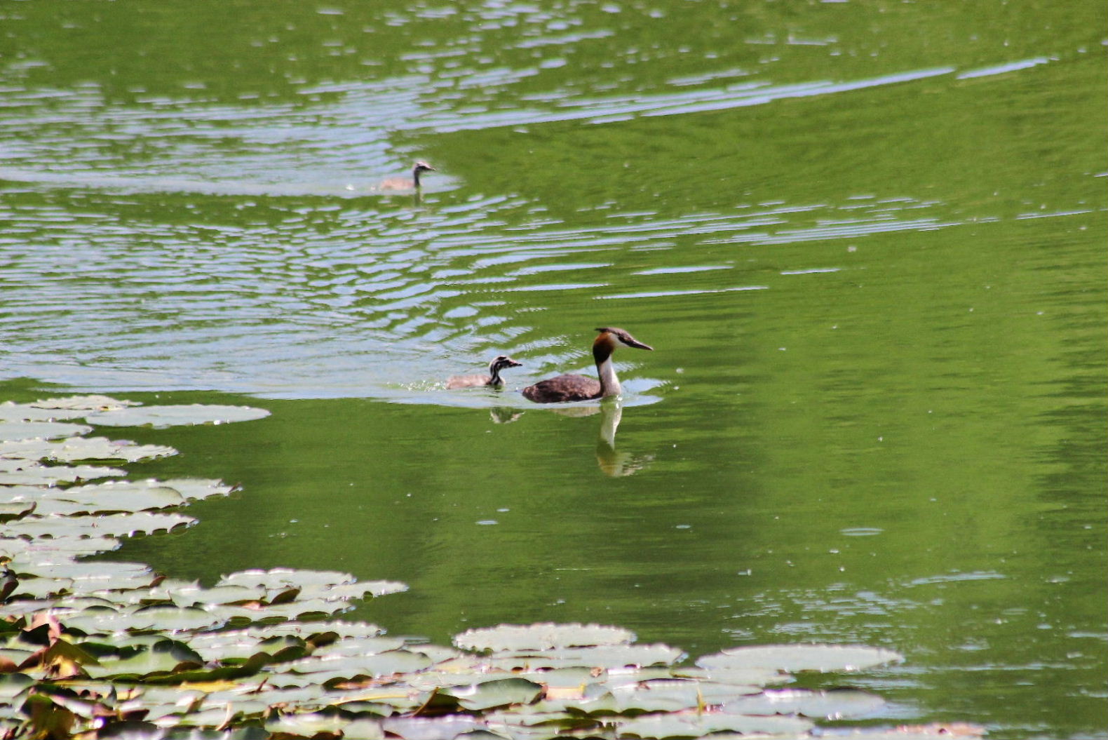 Svasso maggiore con piccoli